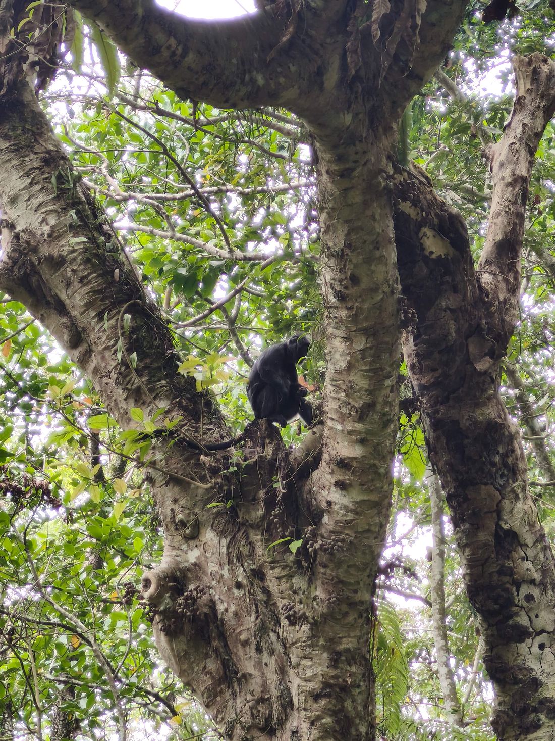 Ebony leaf monkey in the forest
