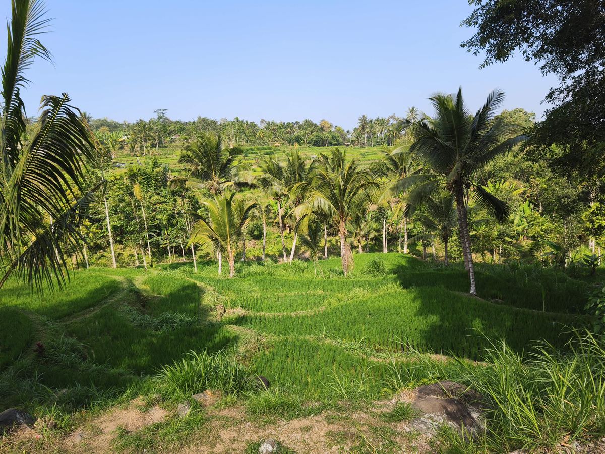 Rice terraces