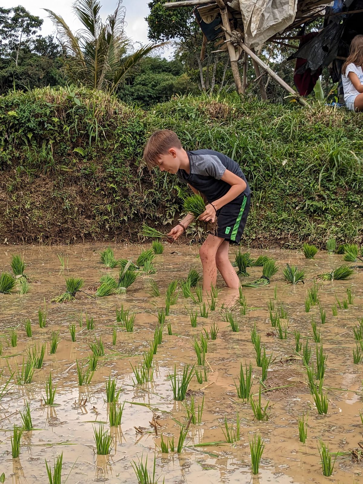 Planting rice in the terraces